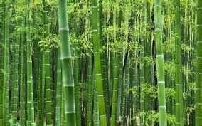 bamboo 意思|BAMBOO中文(简体)翻译：剑桥词典